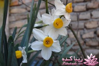 .:آلبوم عکسهای خودگرفته ما:.